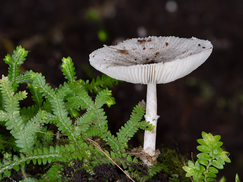 Leucocoprinus heinemannii